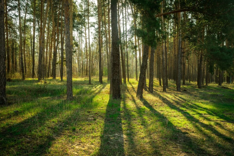 Bright Sun In Pine Trees Forest. Sunlight Gives And Sustain Life